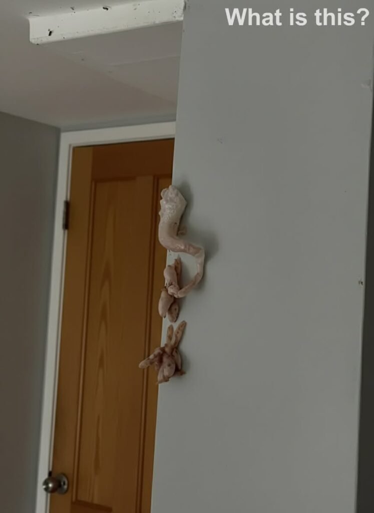 Mysterious Pink Crust Appearing on Your Wall? Here’s What It Might Mean