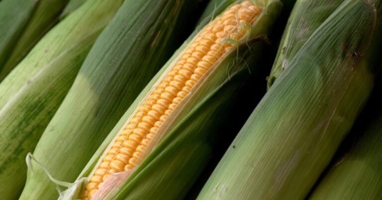 How to Pick the Best Sweet Corn at the Market