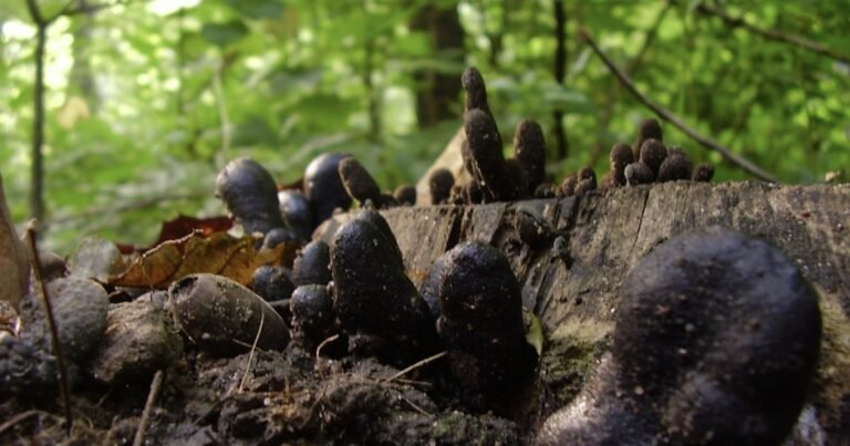 What Is The Strange Fungus That Looks Like a Hand Reaching from the Soil?