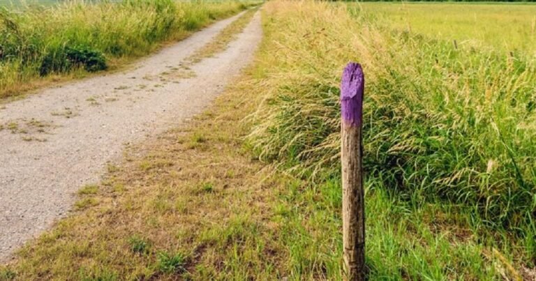 If You Spot a Painted Purple Fence, This Is What It Means