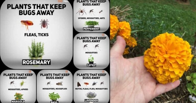 6 Plants That Naturally Repel Bugs
