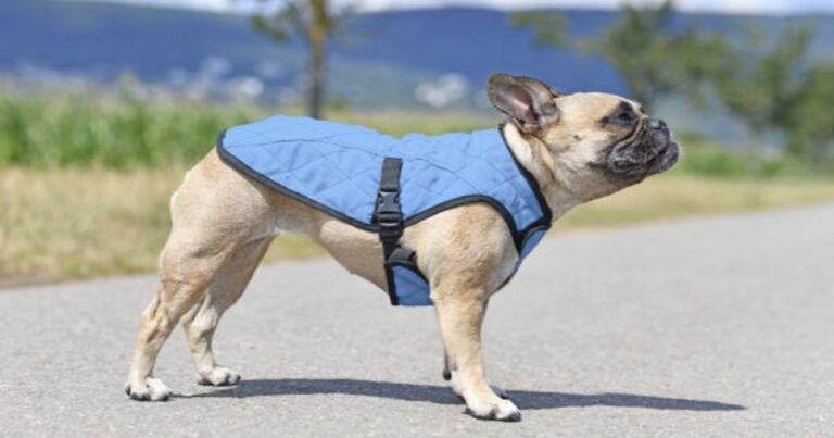 Why Some Dogs Wear Blue Vests, Bandanas, or Leashes