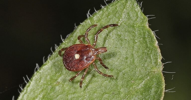 Here’s What to Do If You Spot a Lone Star Tick