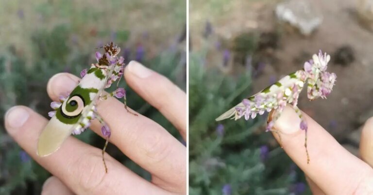 Woman Finds A Stunning ‘Flower Mantis’ Bug