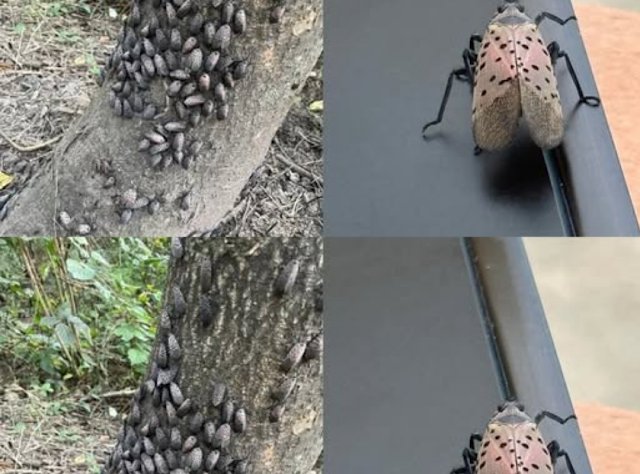 If You Ever Spot This Insect, Get Rid of It Immediately!