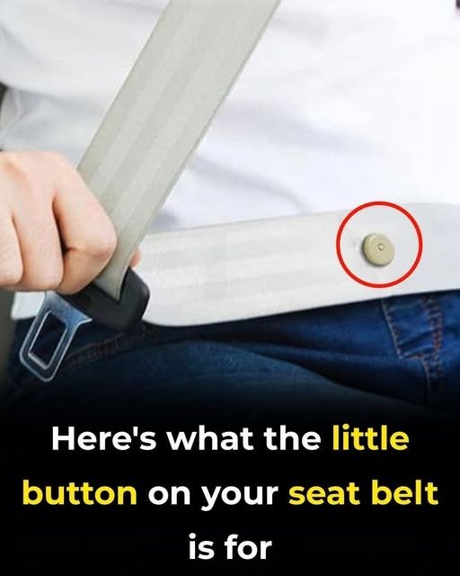 Here’s What the Little Button on Your Seat Belt Is Really For