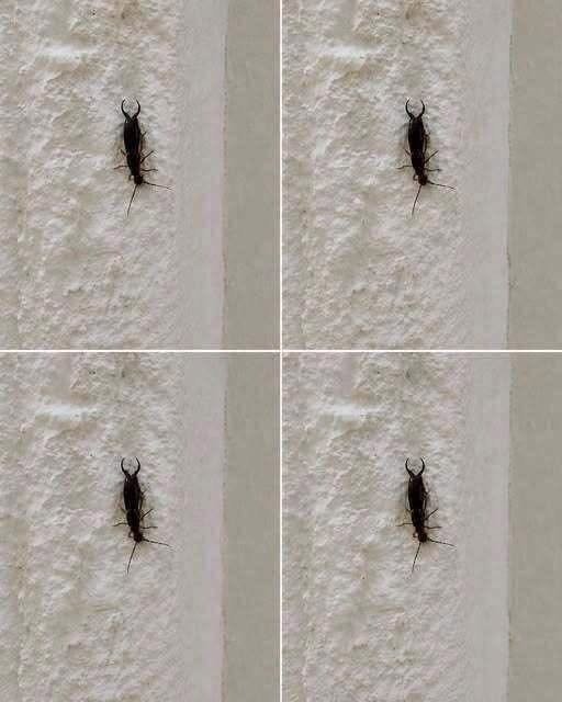 If You Find This Insect in Your Home, Here’s What It Could Mean