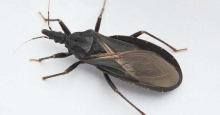 What To Do If Bitten By An Assassin Bug