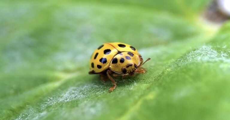 What It Means If You See a Yellow Ladybug