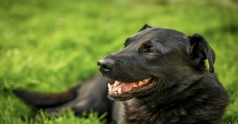 Why Your Dog Rolls in the Grass—and What You Can Do About It