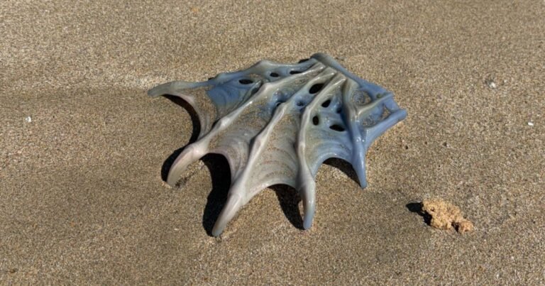 A Strange Beach Mystery Solved