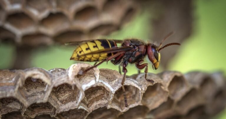 Where Do Wasps Go in the Winter?