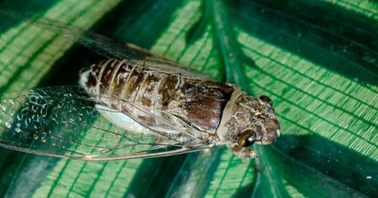 Cicadas in the Garden: Should You Really Be Worried?