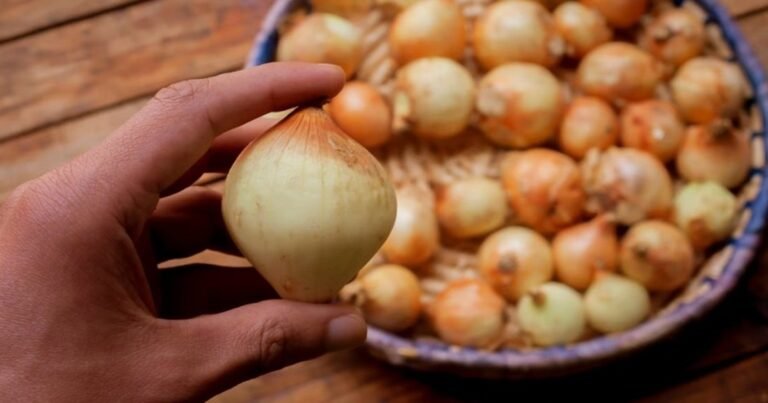 HOw To Know If An Onion Has Gone Bad