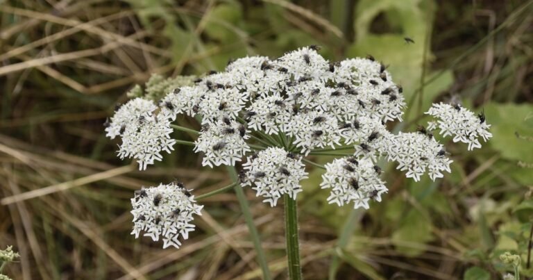 If You Come Across This Plant, Don’t Ever Touch It