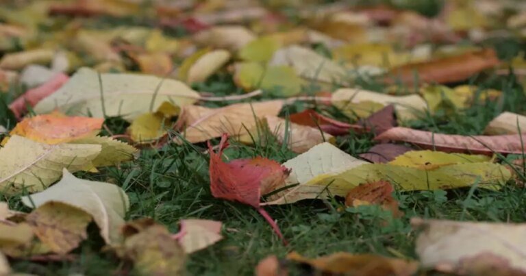 If Your Leaves Haven’t Changed Colors Yet, This Is What It Means