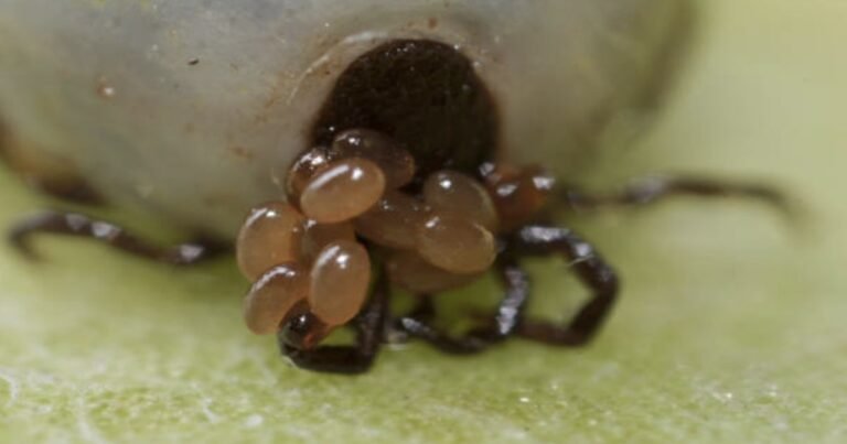 If You Spot These Eggs in Your Garden, Act Immediately!