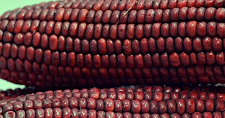 Why Is This Corn Purple?