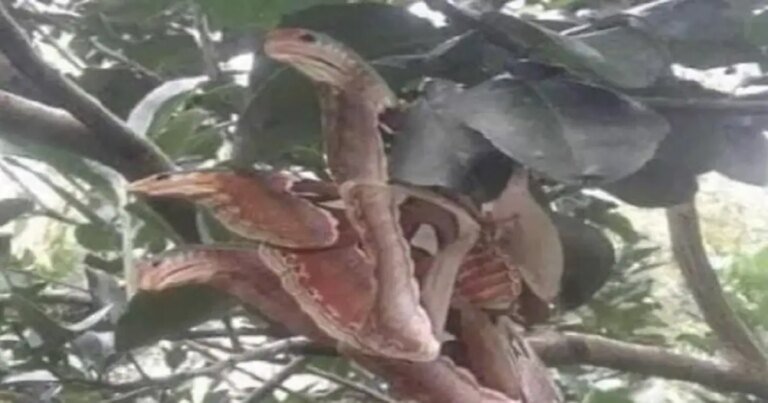 Scary-Looking Snakes Spotted Hiding in a Tree but Things Are Not What They Appear to Be