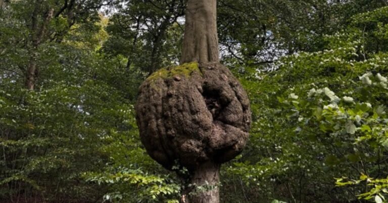 What Is That Strange Round Growth on a Tree Trunk?