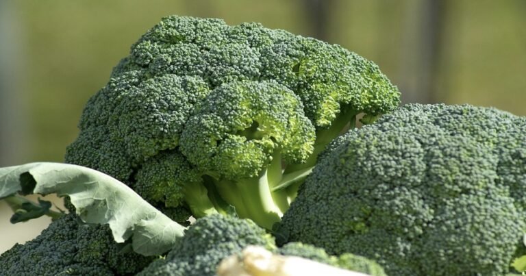 How to Know When Broccoli Has Gone Bad