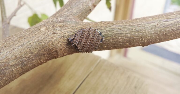 Tiny Brown Barrels on a Tree Branch? Here’s What They Really Are